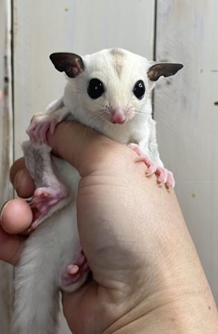 フクロモモンガ プラチナホワイトフェイス