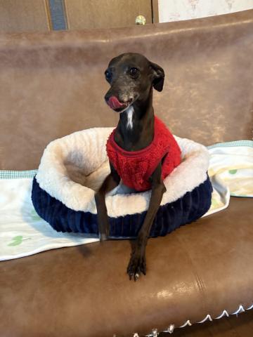 イタリアングレーハウンド