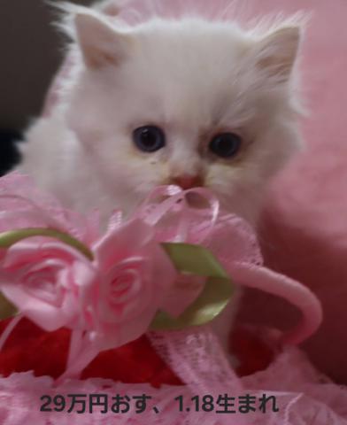 サイベリアンネヴァマスカレード