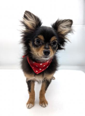 MIX(父 チワワ×母 ポメラニアン)