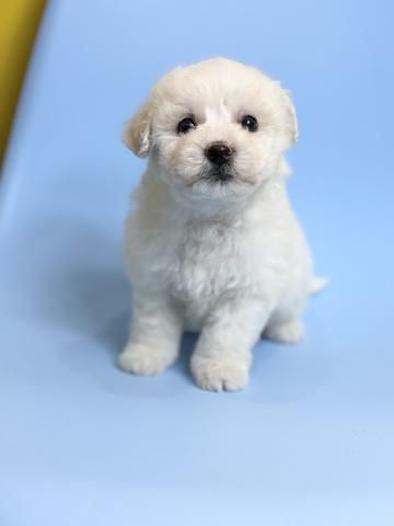 ビションフリーゼ2063