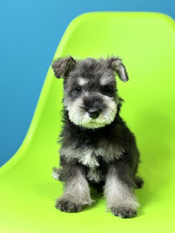 ミニチュアシュナウザー0202