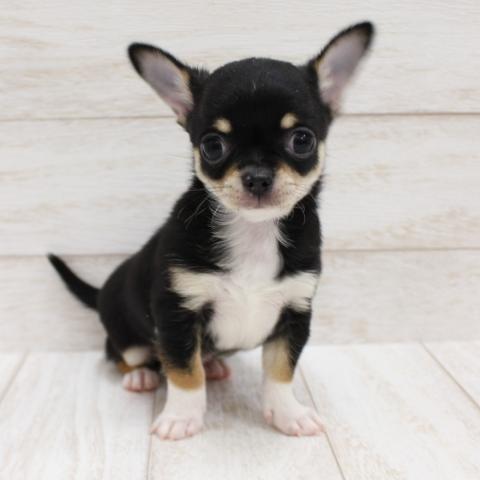 チワワ(スムースコート)