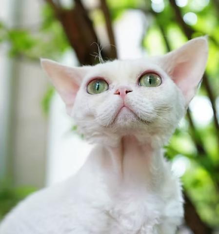 デボンレックスキャッテリーblomstra