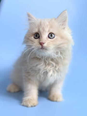 サイベリアン6128