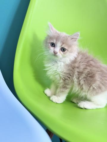 ミヌエット（旧ナポレオン）6403