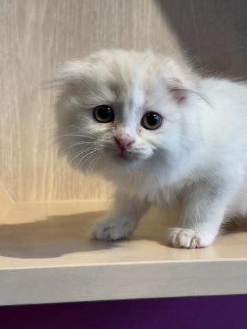 ミヌエット(旧ナポレオン)