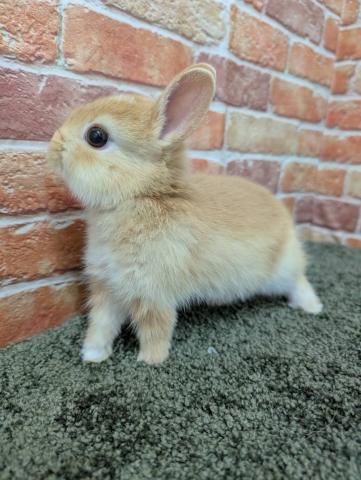 ミニウサギ