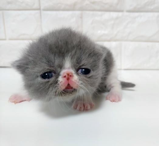 エキゾチックショートヘアー