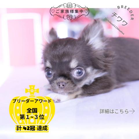 チワワ　ロング