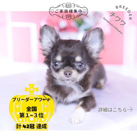 チワワ　ロング