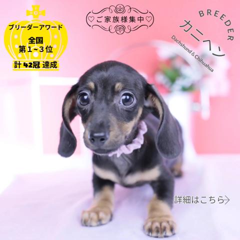 カニヘンダックスフンド スムース