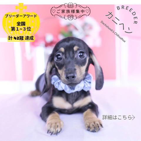 カニヘンダックスフンド スムース