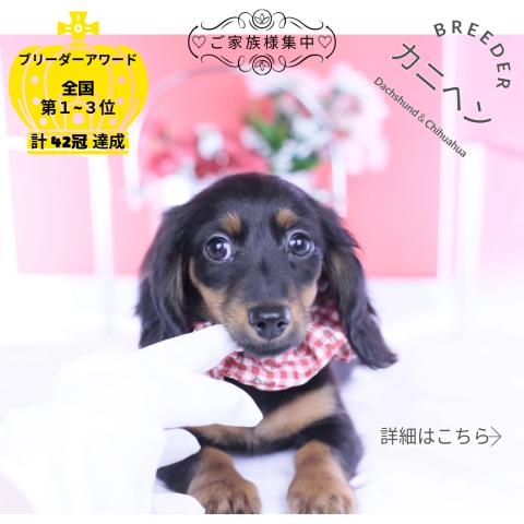 カニヘンダックスフンド　ロング