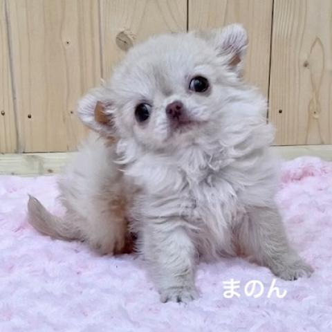 チワワ（ロングコート）