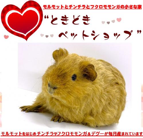 テディモルモット【YouTube動画配信♪(2/26)】