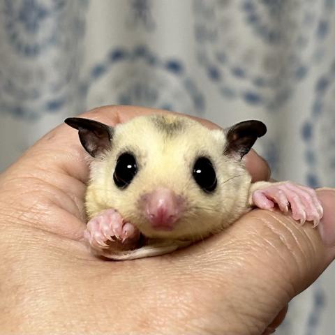 フクロモモンガ モザイク　66%ヘテロクリミノリューシ 