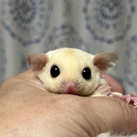 フクロモモンガ リューシ