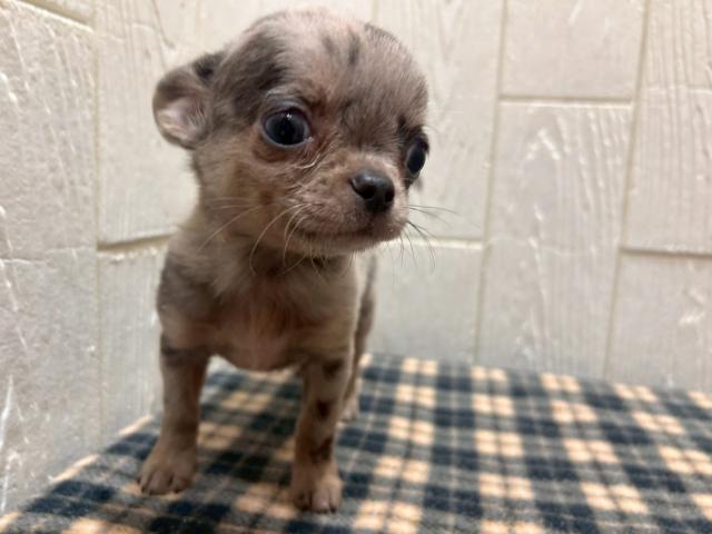 チワワ(スムースコート)