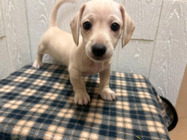 ミニチュアダックスフンドスムース