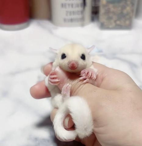 リューシヘテロクリミノ