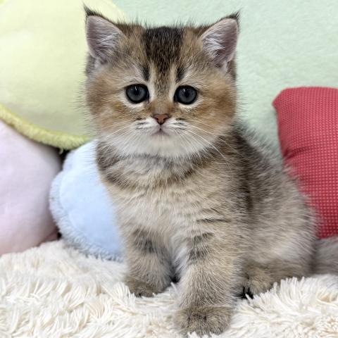 ブリティッシュショートヘア