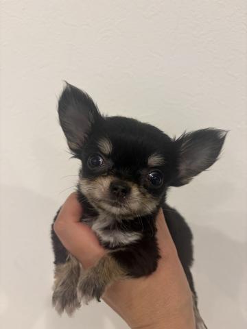 チワワ(ロングコート)