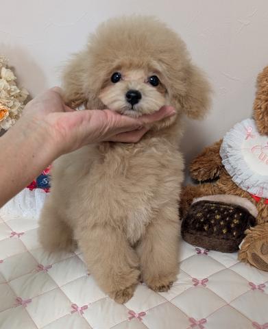 トイプードルタイニープードル