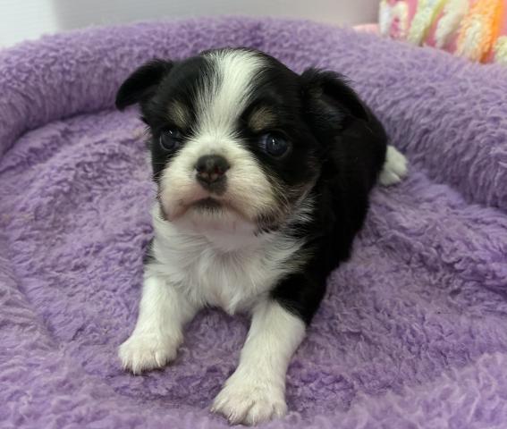 チワワ（ロングコート）