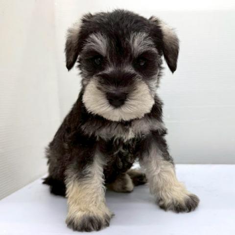 ミニチュアシュナウザー