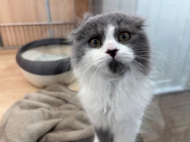 お髭柄が特徴のスコティッシュフォールド。ちょっとドジっ子？