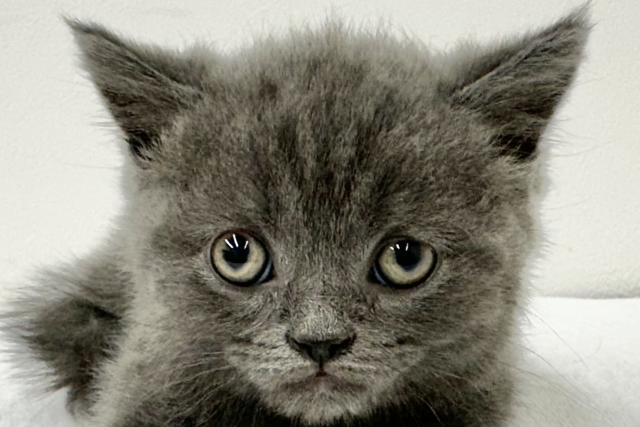 ブリティッシュショートヘア