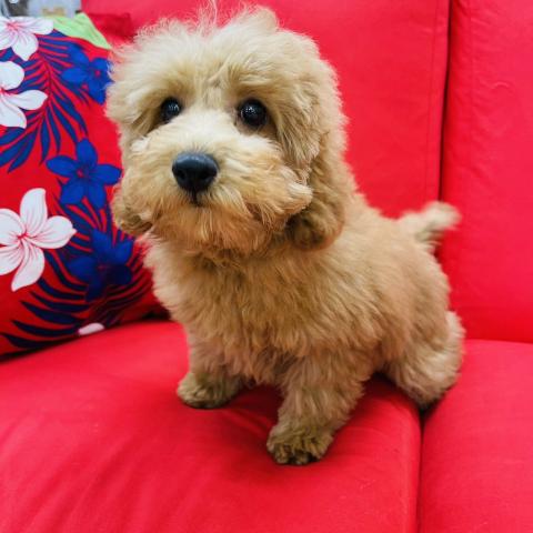 【3月の新顔】トイプードル