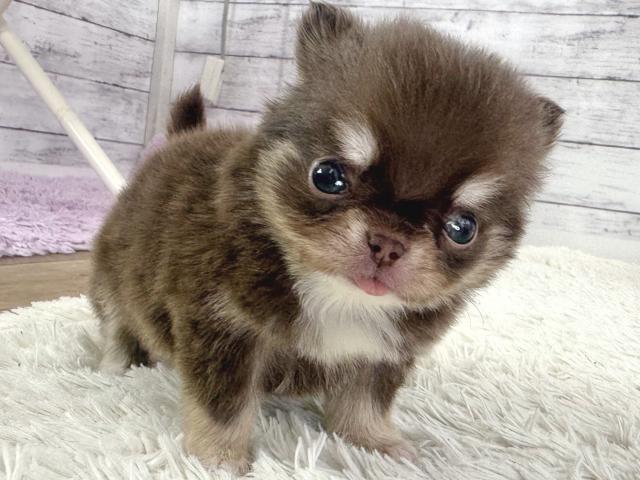 チワワ(ロングコート)