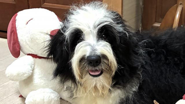 MIX💕個性が光る💕存在感あるミディアムプードル系ドゥードルをお譲りします💕