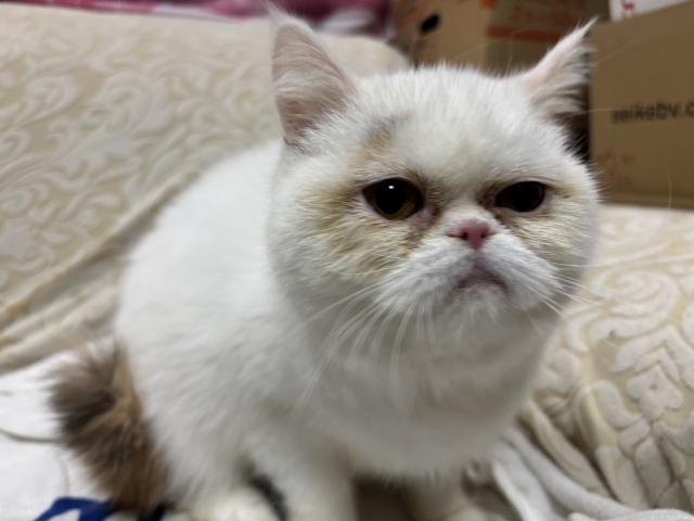 ミヌエット（旧ナポレオン）