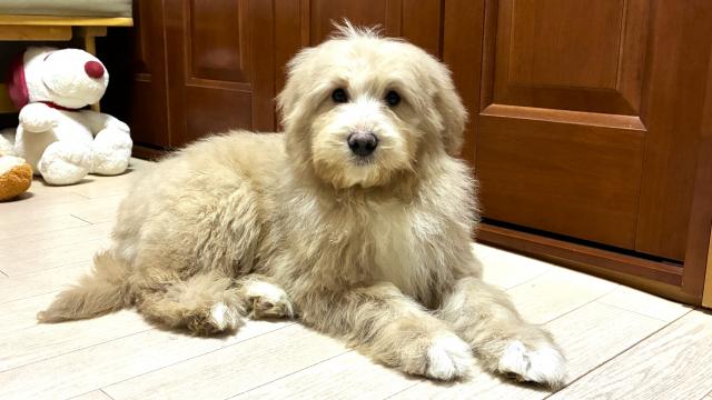 MIX💕個性が光る💕存在感あるミディアムプードル系ドゥードルをお譲りします💕