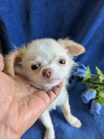 チワワ（ロングコート）