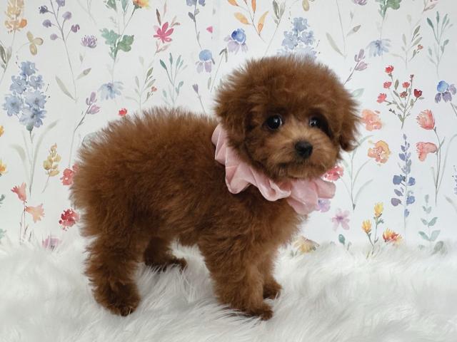 トイプードル成犬時2.0〜2.4kg予想です。