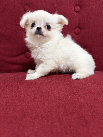 チワワ(ロングコート)