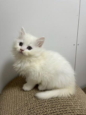 サイベリアン♡ ニナ