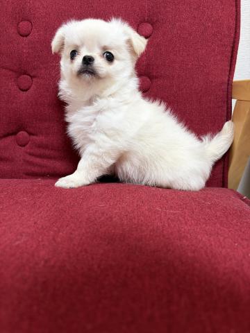 チワワ（ロングコート）