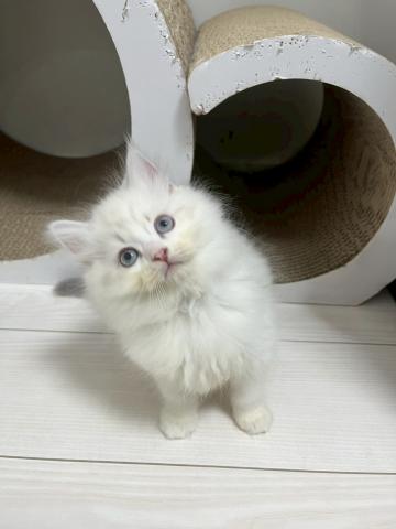 サイベリアン♡ ミロ