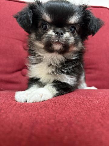 チワワ（ロングコート）