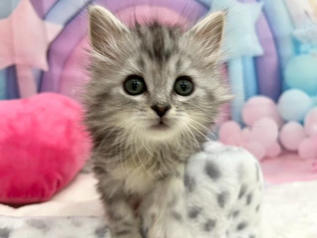 サイベリアン♡るあ