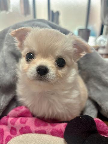 チワワ(ロングコート)