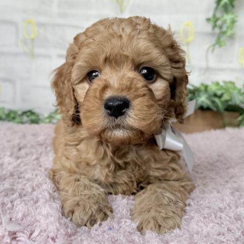 MIXゴールデンドゥードルF1b