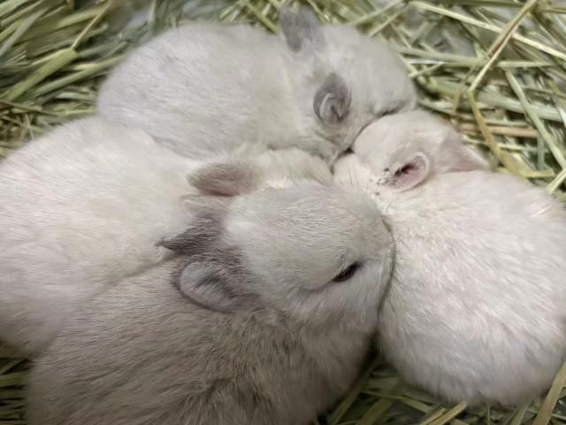 ネザーランドドワーフ