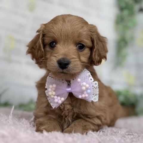 MIXゴールデンドゥードルF1b