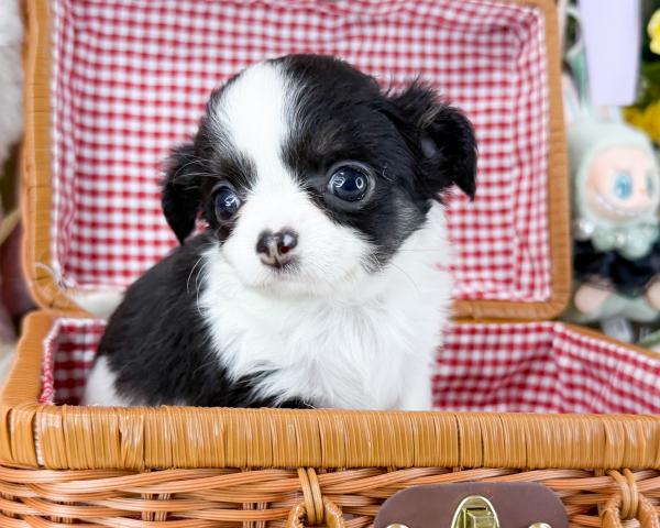 チワワ(ロングコート)